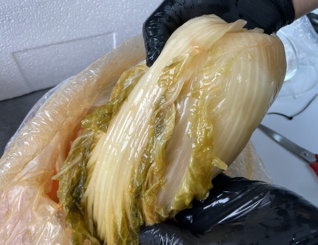 배추 상태가 잘 보존된 국내산 백묵은지