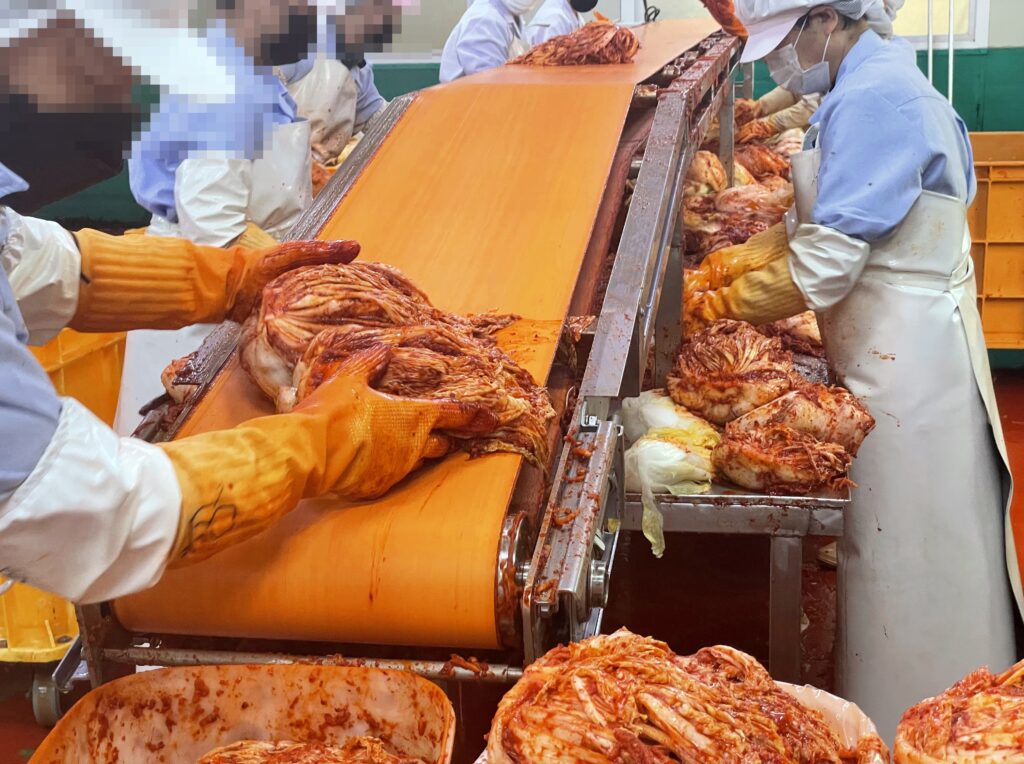 김치공장에서 배추김치를 만드는 과정